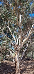 Eucalyptus fasciculosa