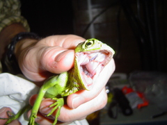 Polychrus gutturosus