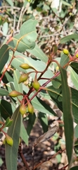 Eucalyptus fasciculosa