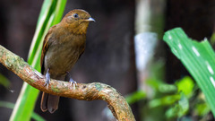 Schiffornis stenorhyncha