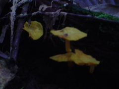 Tricholomopsis aurea
