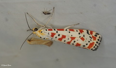 Utetheisa pulchella