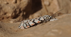 Utetheisa pulchella