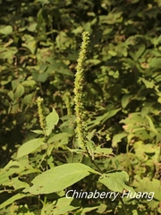 Comanthosphace formosana