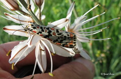 Utetheisa pulchella