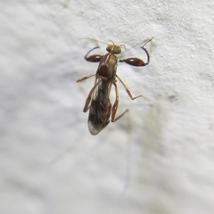 Heteromyia