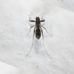 Heteromyia