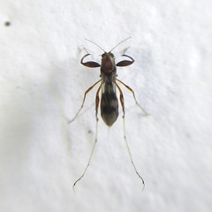 Heteromyia