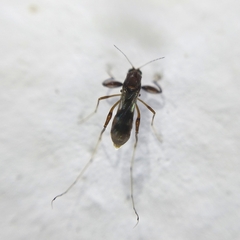 Heteromyia