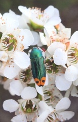 Castiarina ocelligera