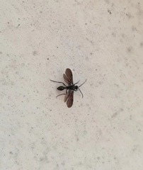 Hymenoptera