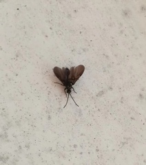 Hymenoptera