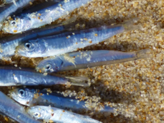 Sardina pilchardus