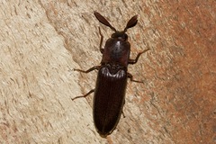 Pseudotetralobus