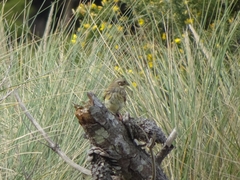 Emberiza citrinella caliginosa