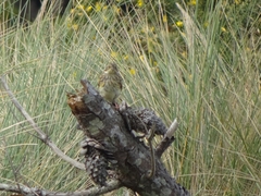 Emberiza citrinella caliginosa