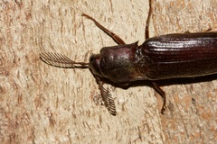 Pseudotetralobus