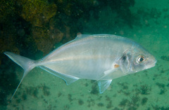 Pseudocaranx georgianus