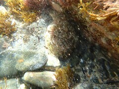 Haliotis scalaris emmae