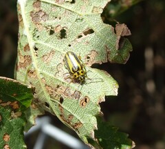 Xanthogaleruca luteola
