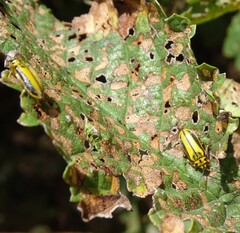 Xanthogaleruca luteola