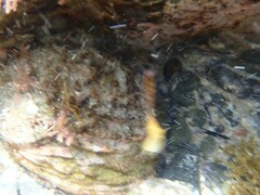 Haliotis scalaris emmae