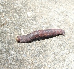 Lepidoptera