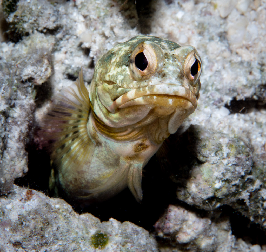 Darwin jawfish (Opistognathus dendriticus) — Opistognathidae