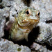 Dendtric Jawfish - Photo (c) Wayne and Pam Osborn, some rights reserved (CC BY-NC), uploaded by Wayne and Pam Osborn