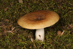 Russula amerorecondita
