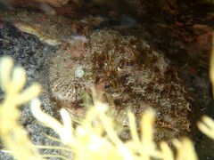 Haliotis scalaris emmae