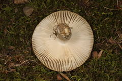 Russula amerorecondita