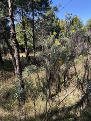 Senecio cinerarioides