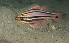 Ostorhinchus limenus