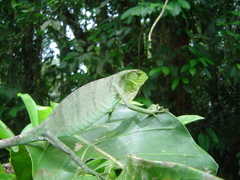 Polychrus gutturosus