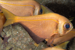 Pempheris compressa