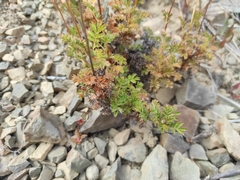 Acaena glabra