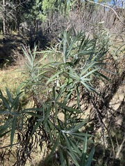 Senecio cinerarioides