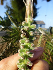 Oxythyrea