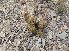 Acaena glabra