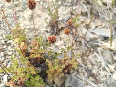 Acaena glabra