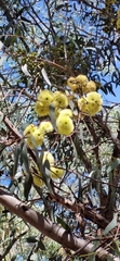 Eucalyptus fasciculosa