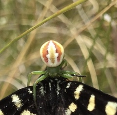 Australomisidia rosea