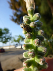 Oxythyrea
