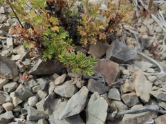 Acaena glabra