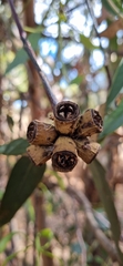 Eucalyptus fasciculosa