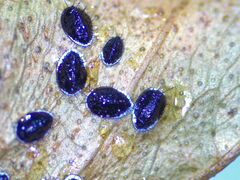 Aleurocanthus spiniferus