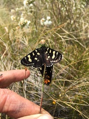 Australomisidia rosea
