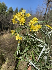 Senecio cinerarioides