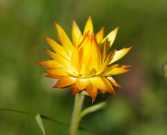 Xerochrysum subundulatum